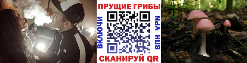 Псилоцибиновые грибы мицелий  Рыбное 